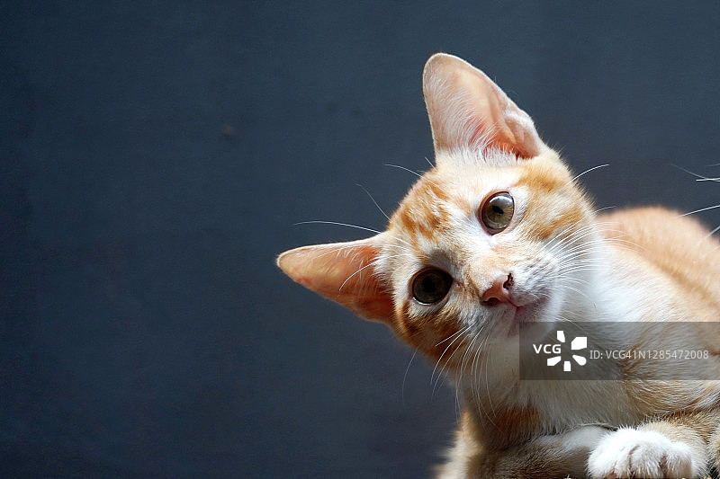 好奇的小猫图片素材