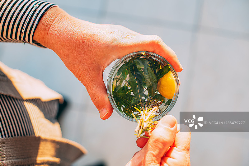 女人拿着一杯迷迭香茶，配有香蜂草叶和柠檬图片素材