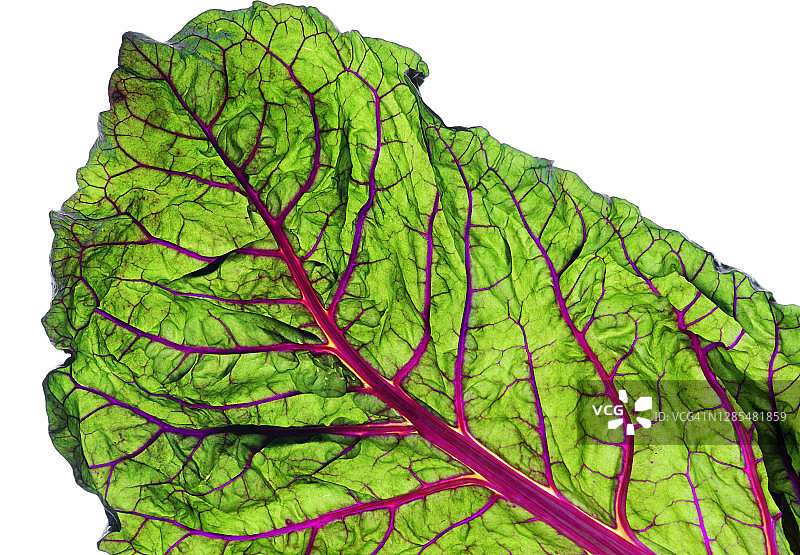 红叶甜菜图片素材