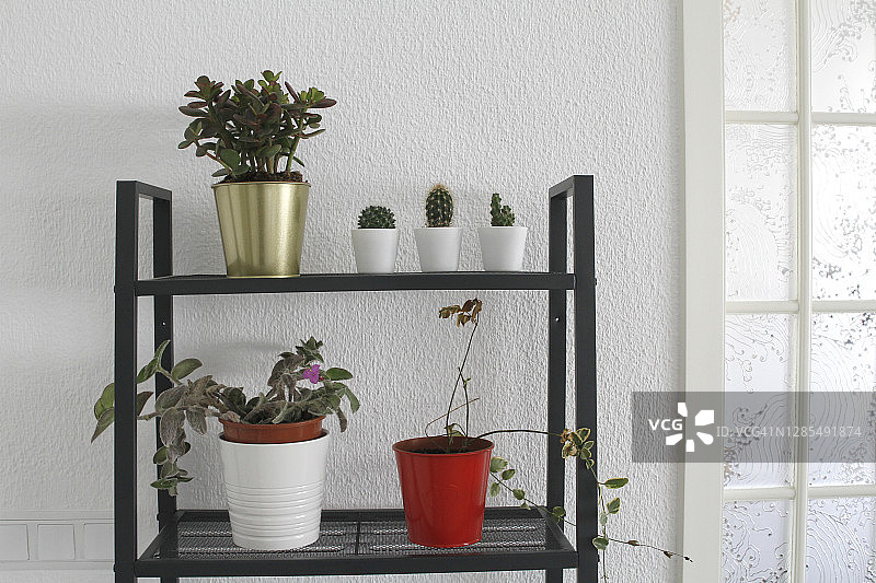 盆栽仙人掌和多肉植物图片素材