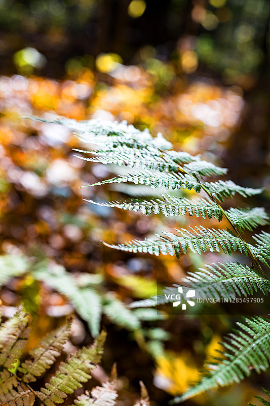 模糊秋季森林背景上美丽的绿色鹰蕨叶图片素材