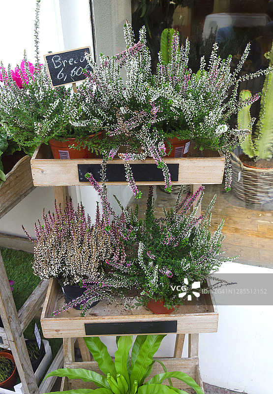 花店门口盆栽石楠花图片素材