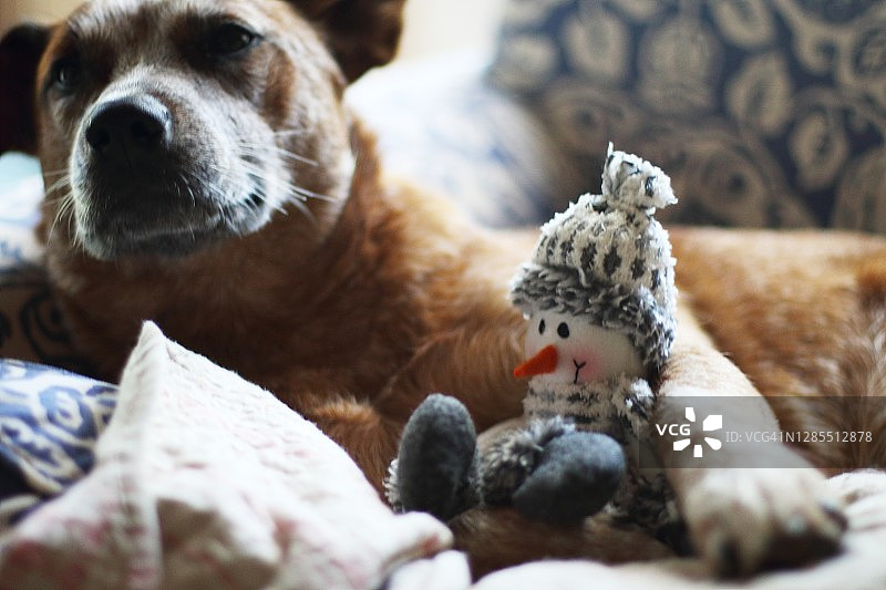 狗狗与雪人玩耍图片素材