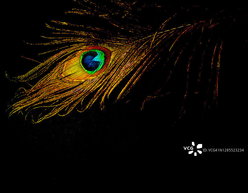 鲜艳的青铜色孔雀羽毛特写图片素材