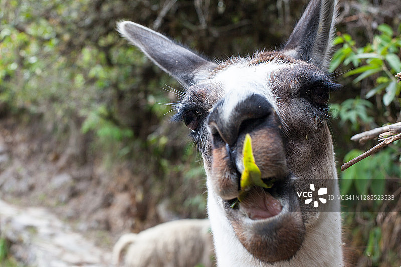 饥饿的骆驼图片素材