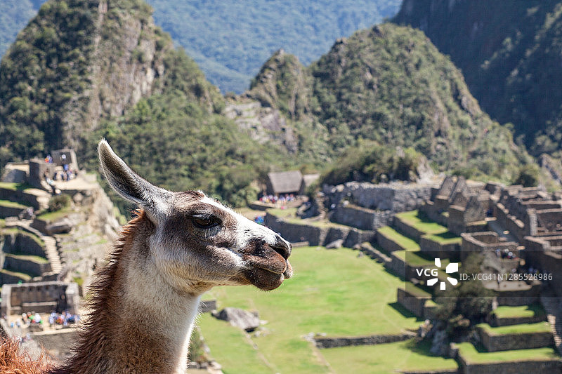 马丘比丘的羊驼之爱图片素材