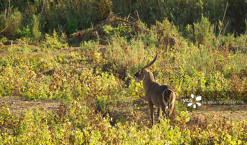 非洲大羚羊图片素材