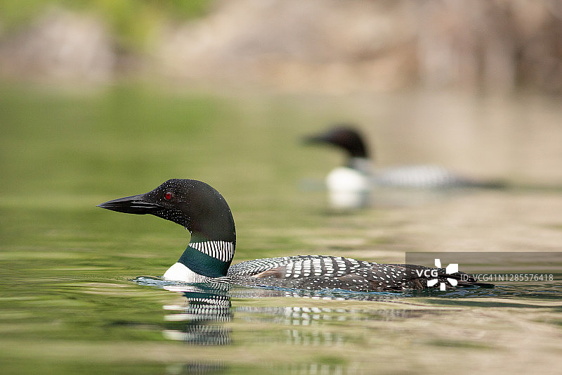 在加拿大不列颠哥伦比亚省帕维利翁湖的普通潜鸟图片素材