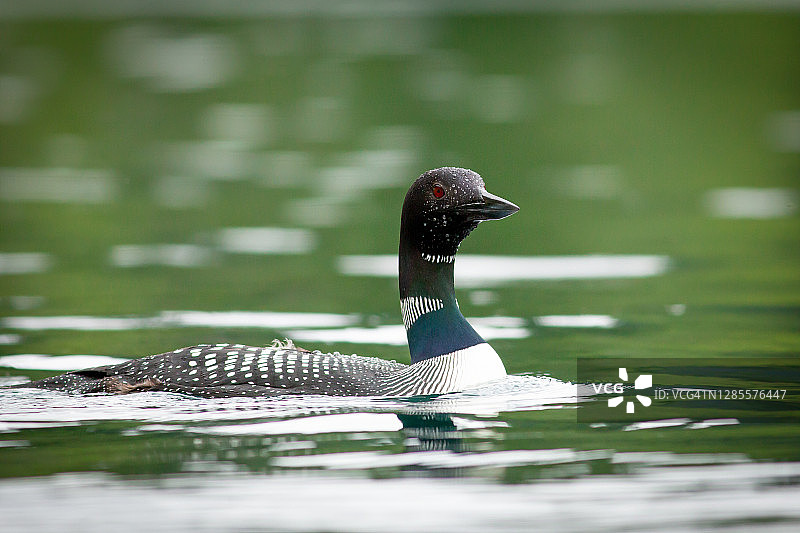 在加拿大不列颠哥伦比亚省帕维利翁湖的普通潜鸟图片素材