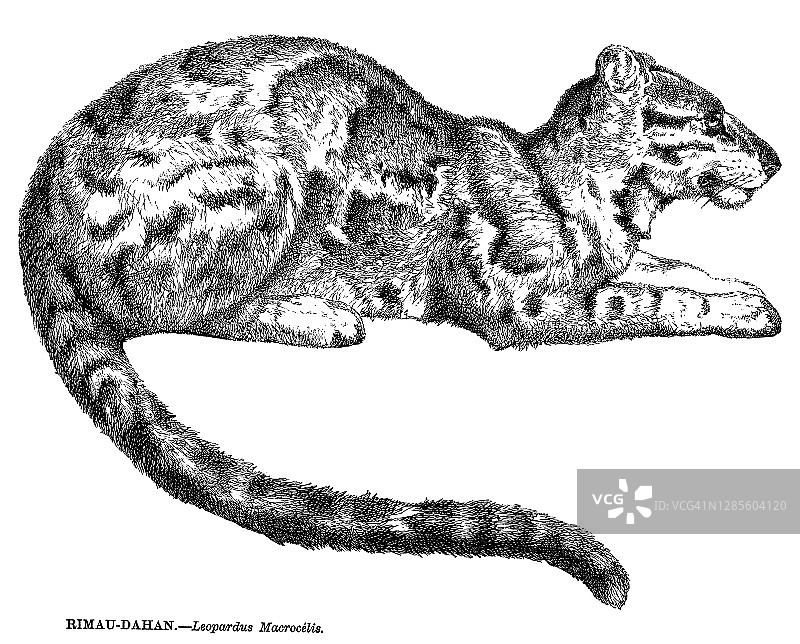 云豹老式雕刻插图图片素材