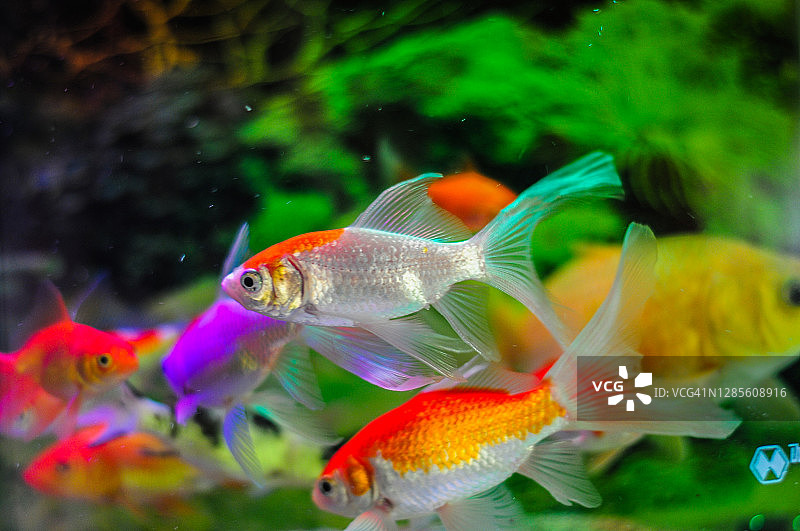 水族箱中色彩鲜艳的金鱼图片素材