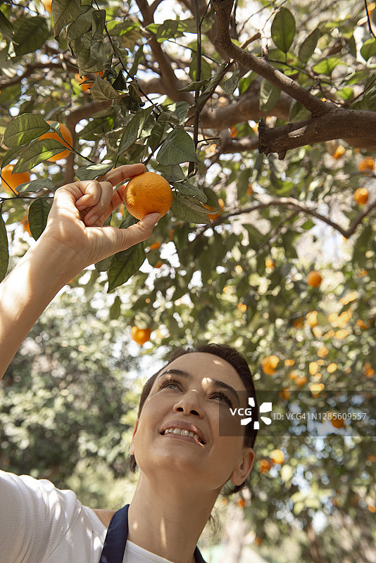 橙色丰收图片素材