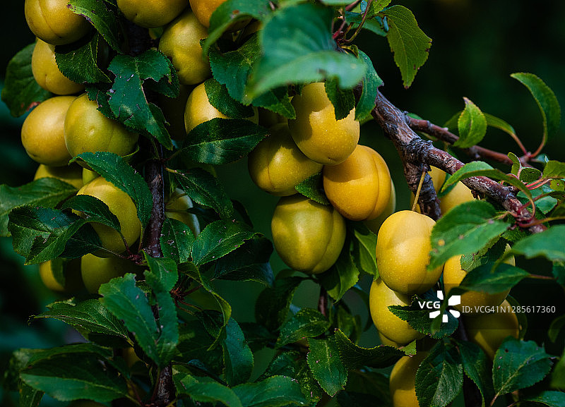 结满青梅的果树图片素材
