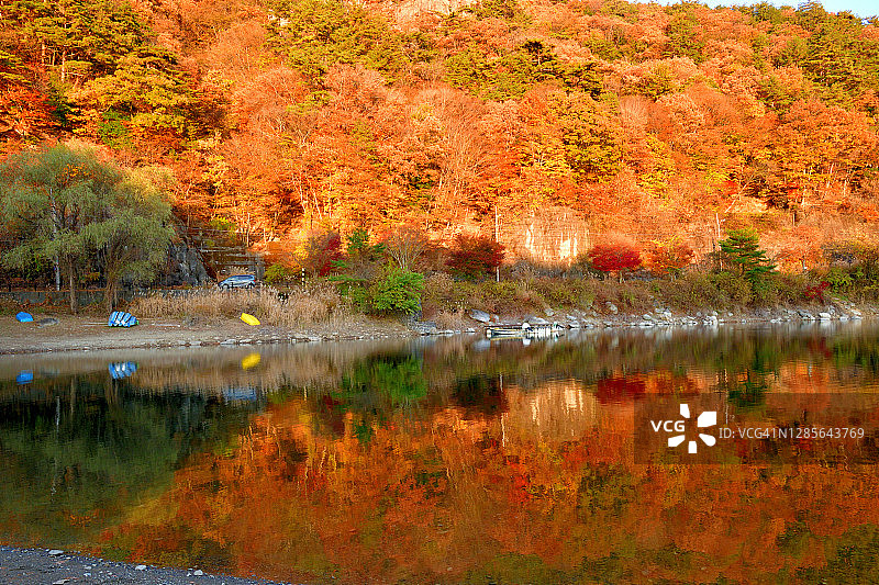 富士五湖之西湖的秋叶颜色图片素材