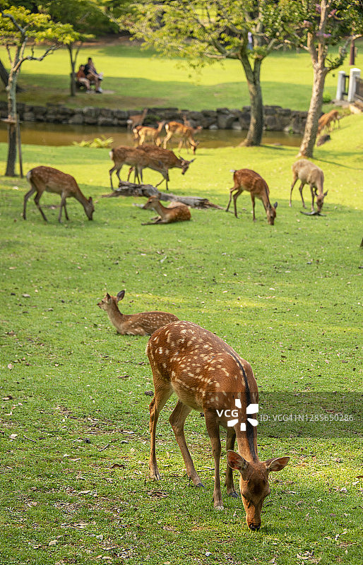 奈良公园清晨的神鹿图片素材