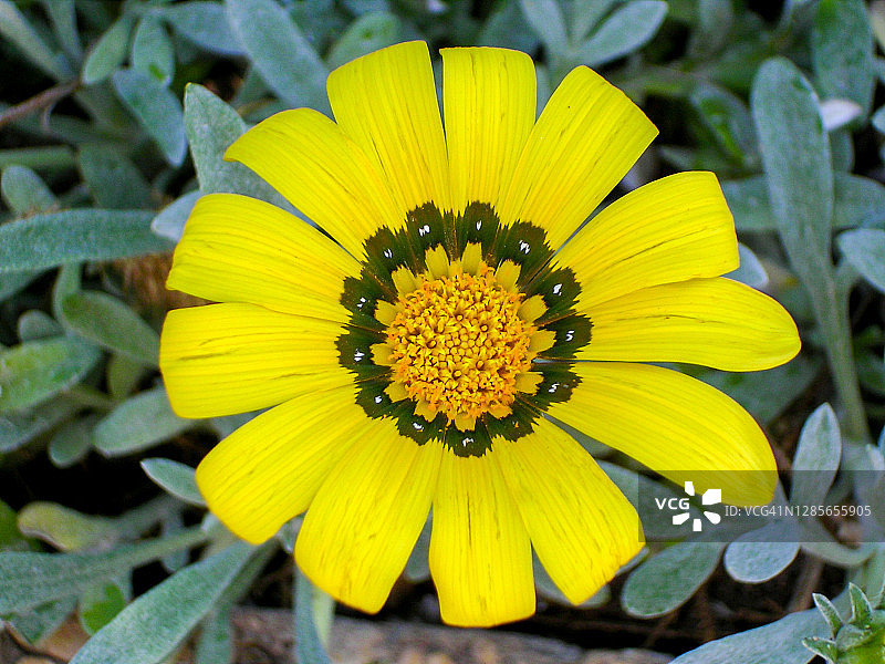 非洲菊图片素材