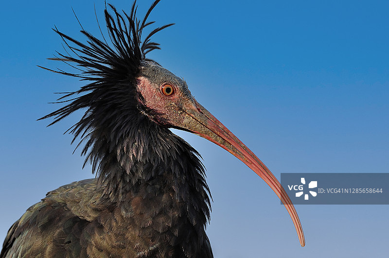 秃顶朱鹭图片素材