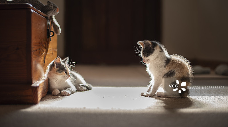 新家中的小猫图片素材