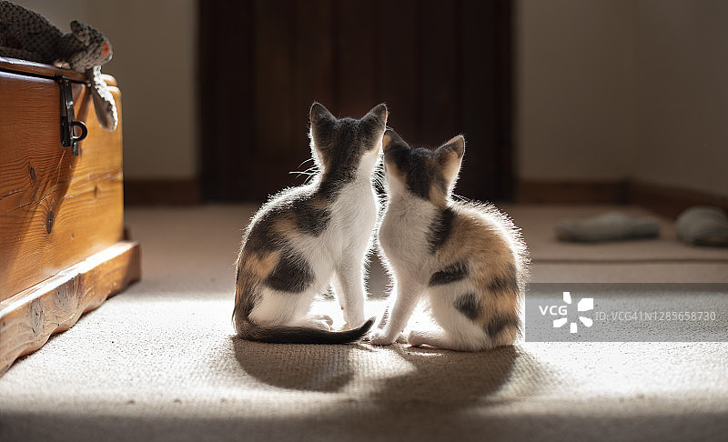 两只小猫坐在一起图片素材