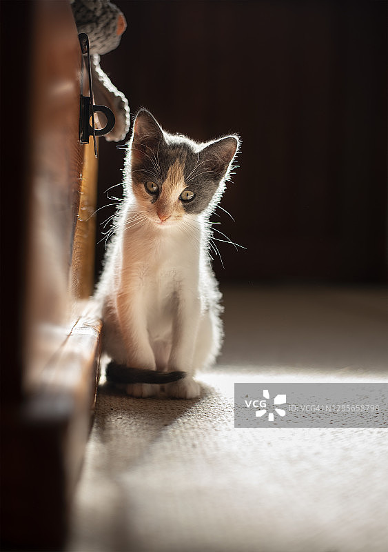 可爱的小猫直视前方图片素材