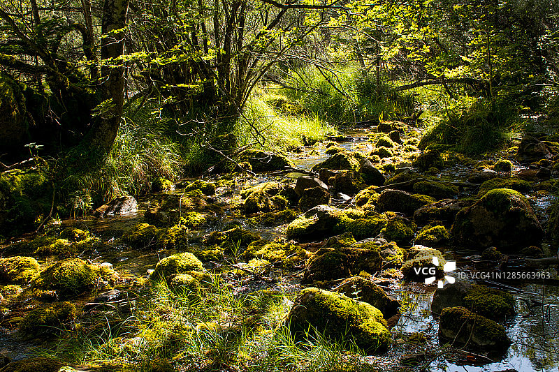 绿意盎然的森林与河流风景，阳光穿透树叶图片素材