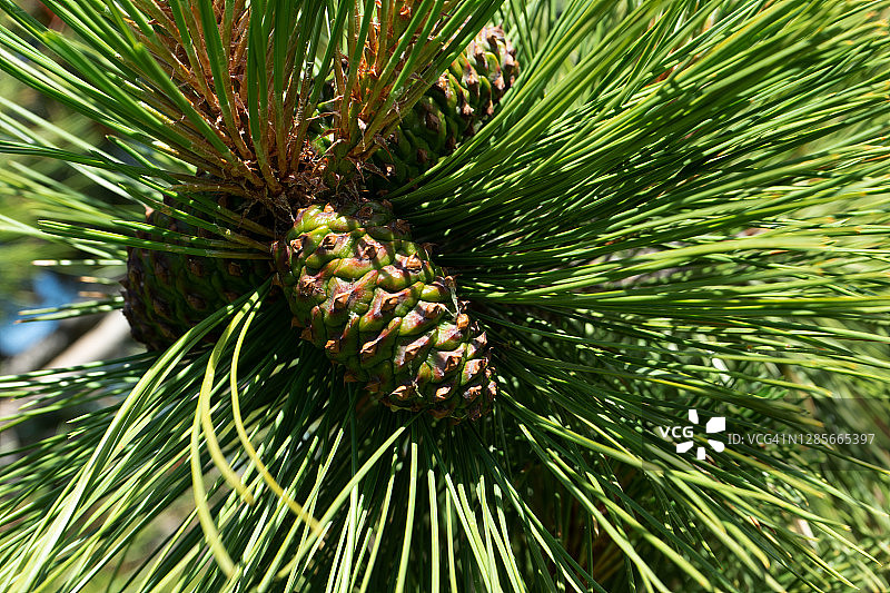 未来之树图片素材