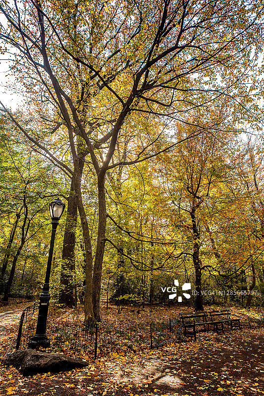 中央公园的秋天图片素材