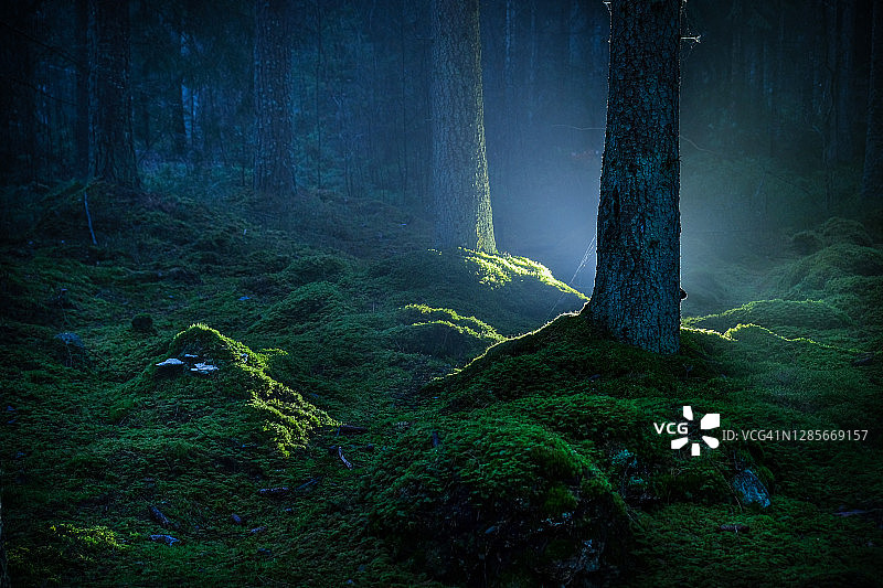 秋季夜晚手电筒照亮的覆盖着苔藓的云杉森林图片素材