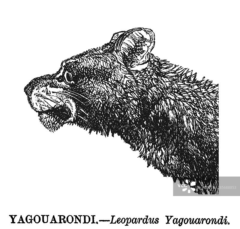 美洲puma猫古版画插图图片素材