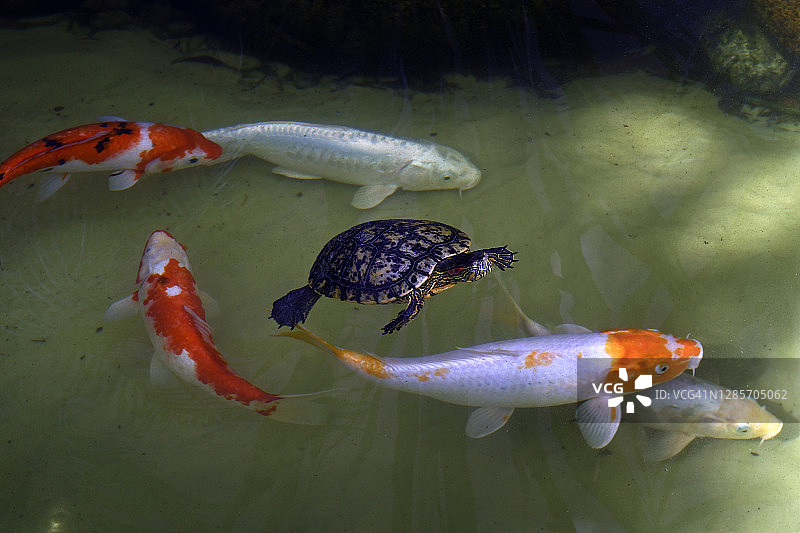 湖中的鲤鱼和乌龟图片素材