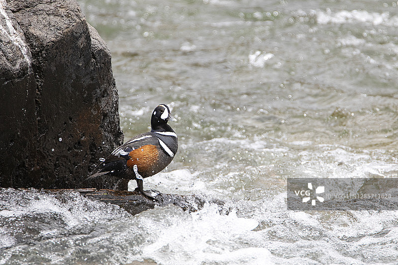 小丑飞溅图片素材