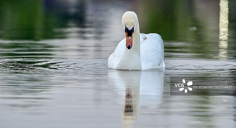 在湖上静静漂浮的优雅天鹅图片素材