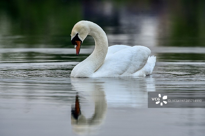 在湖上静静漂浮的优雅天鹅图片素材