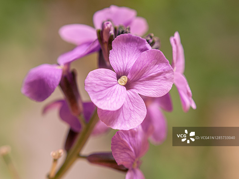 紫金草特写图片素材