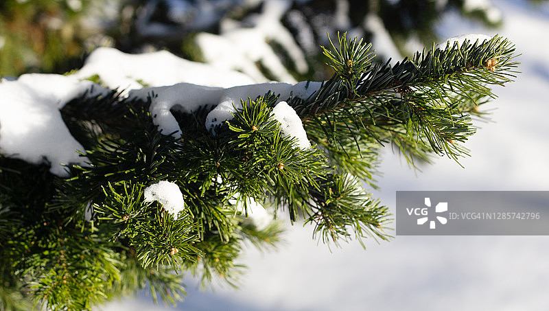 圣诞冬季自然背景，雪松下的圣诞树，留白区域，森林雪景特写图片素材
