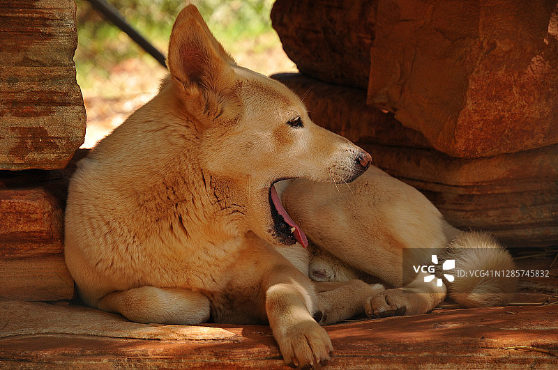 澳洲野犬图片素材