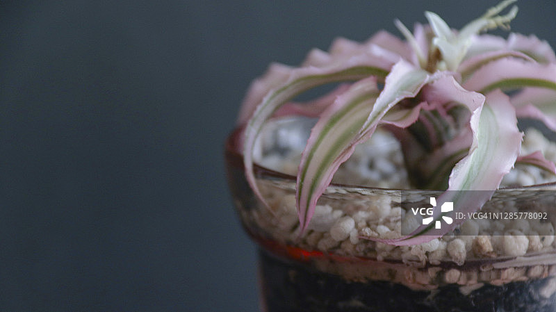 带有粉色和绿色条纹的凤梨图片素材