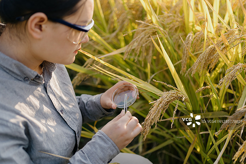 在农场工作的农业科学家图片素材