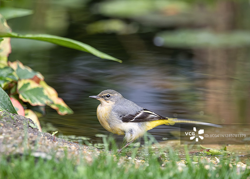 灰鹡鸰图片素材
