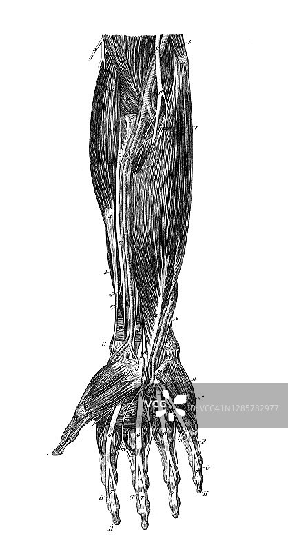 人手肌肉和静脉系统的古老雕刻插图图片素材