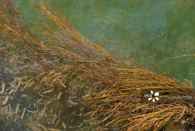 海藻壁纸抽象自然背景图片素材