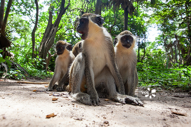 西非猴子家庭图片素材
