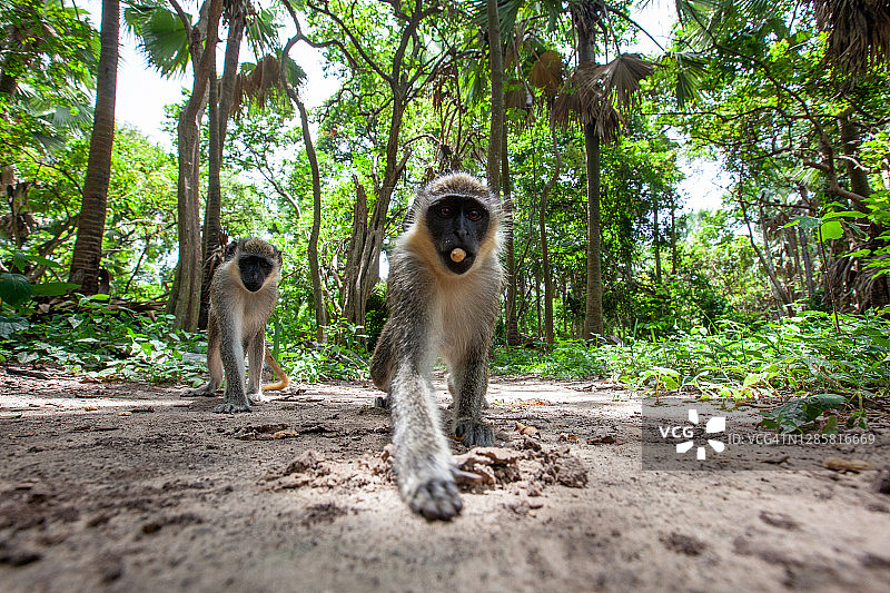 西非自然风光摄影图片素材