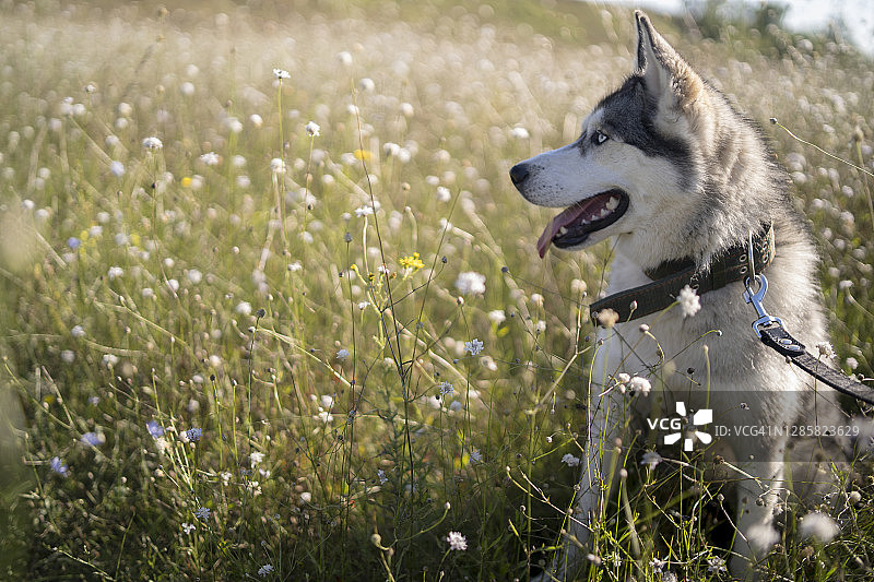 西伯利亚哈士奇犬图片素材