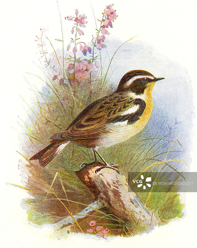 鸟类学古董版画插图：欧亚石鵖迁徙图片素材