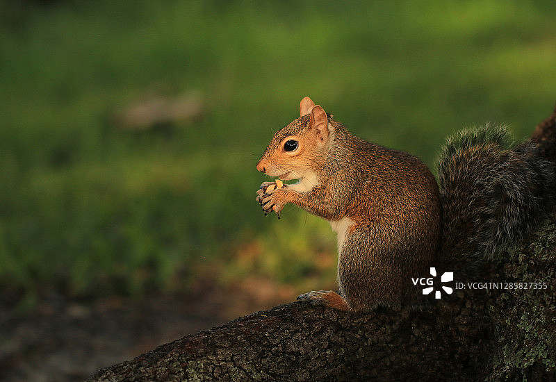 东部灰松鼠在午后阳光下吃东西，绿色背景图片素材