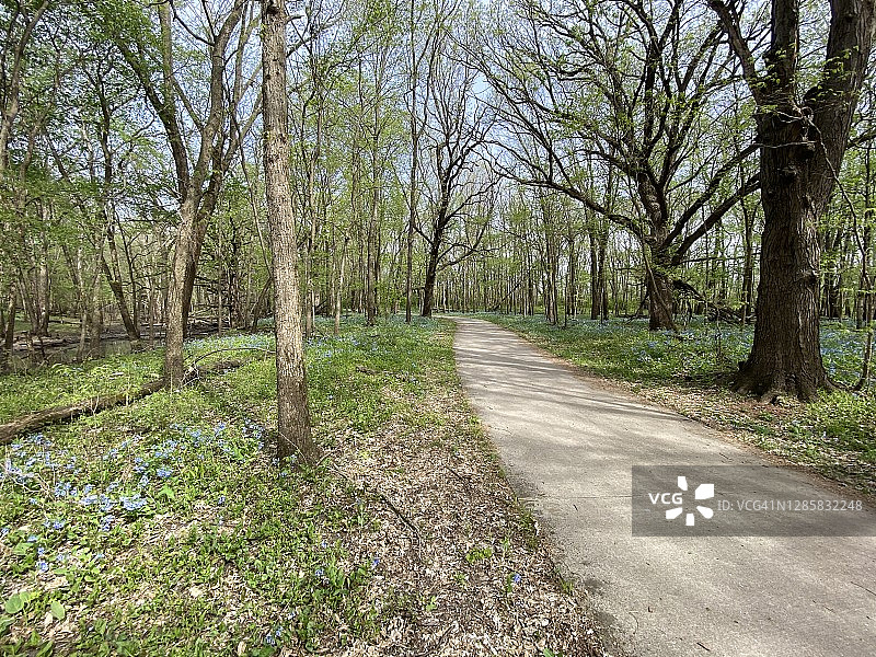 森林中的小路图片素材