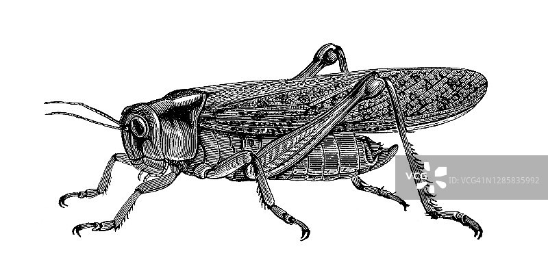迁徙蝗虫、蚱蜢古老雕刻插图图片素材