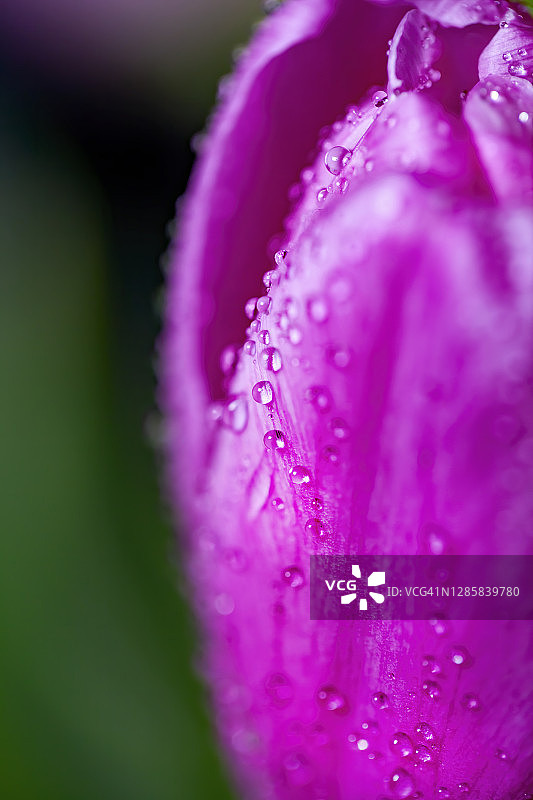 郁金香上的水滴图片素材