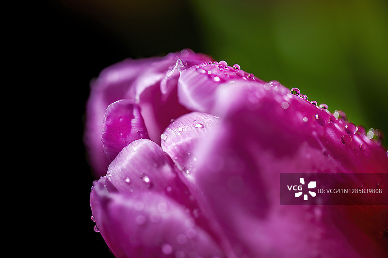 郁金香上的水滴图片素材